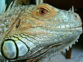 iguana