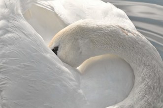 Swan