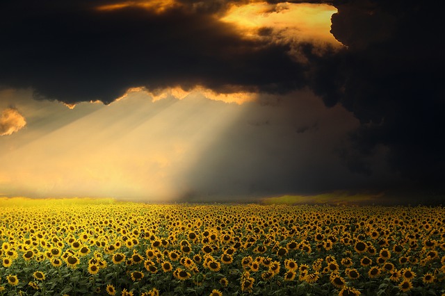 Sunflowers